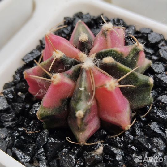 Gymnocalycium mihanovichii var. 6,5см горшок