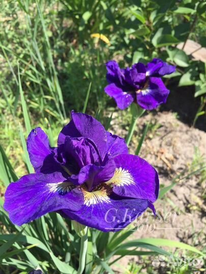 Ирисы сибирские