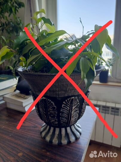 Комнатные растения