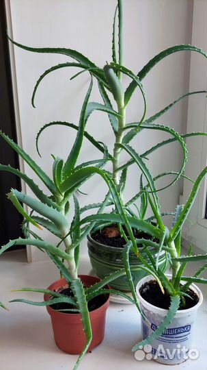 Алоэ. Укоренённые детки