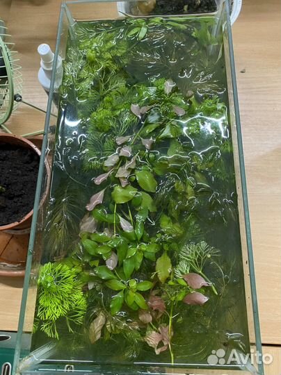 Растения для аквариума