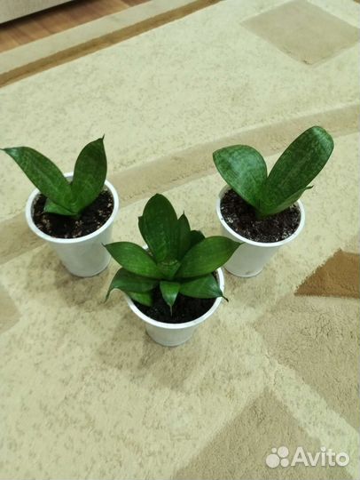 Сансевиерия карликовое