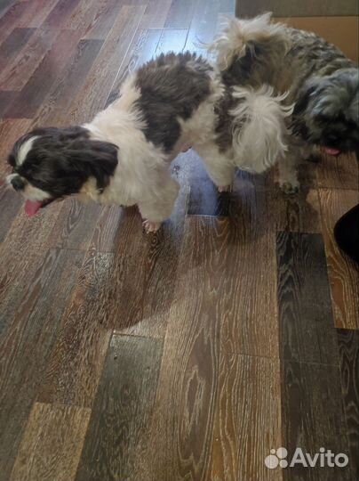 Ши-тцу вязка