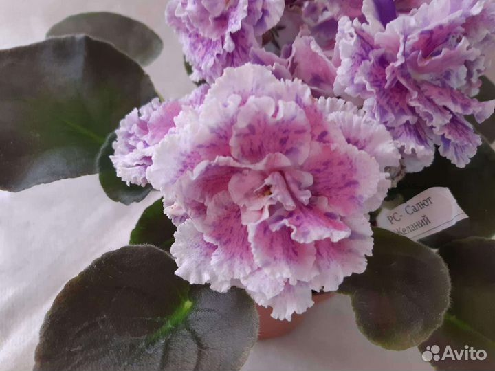 Сортовые фиалки