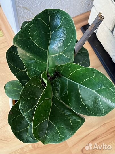 Фикус Лирата бамбино