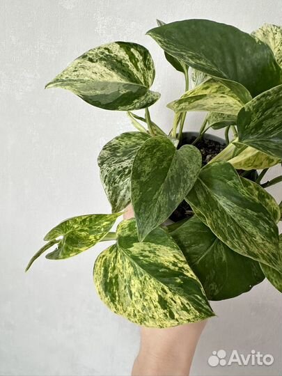 Эпипремнум марбл квин, маранта бьюти ким