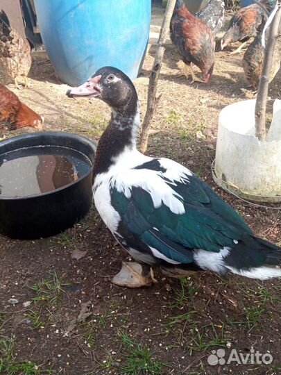 Продам молодых мальчиков индоутаки селезней