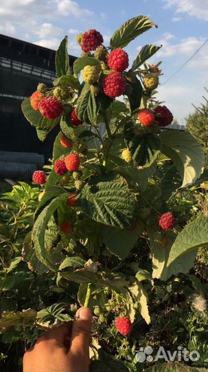 Саженцы яблони груши сливы вишни черешни Щелковица