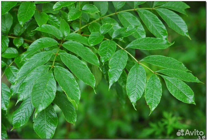 Декоративные, редкие, хвойные, растения