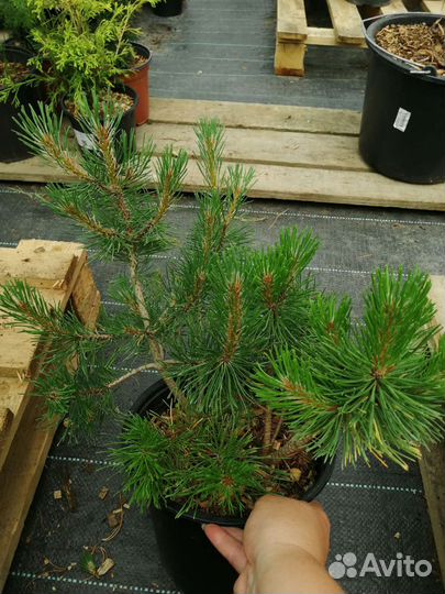 Сосны горные Пумилио, Мугус, Унцината