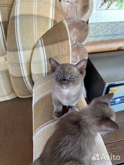 Бурманские котята
