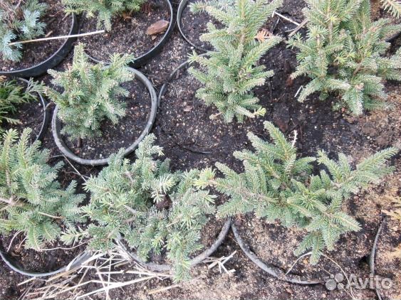 Нидиформис