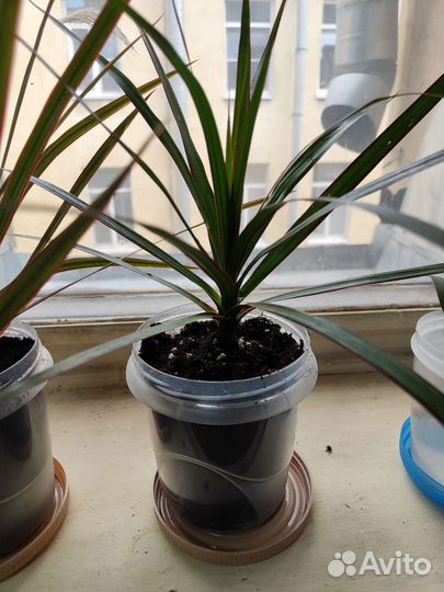 Пальма драцена