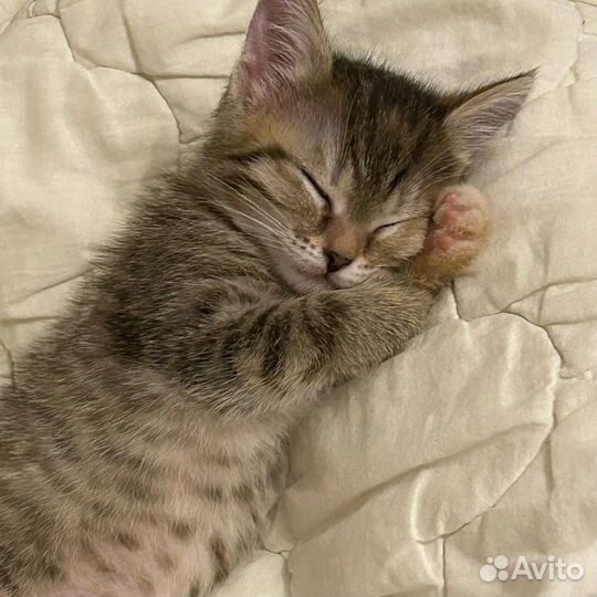 Котенок в добрые руки