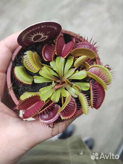 Дионея Венерина мухоловка