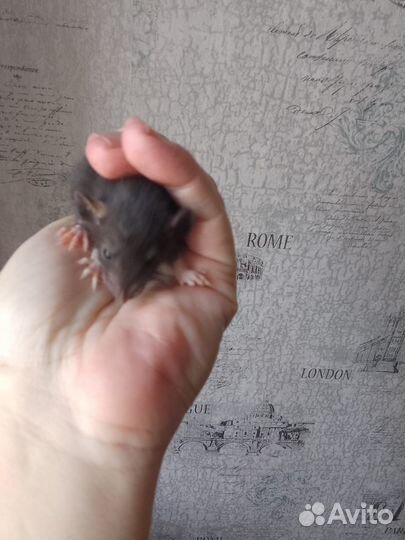 Крысы дамбо