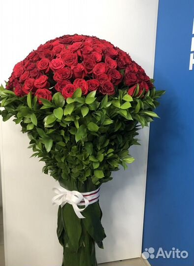 WOW - роза гигант 1,55 м