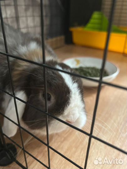 Декоративные кролики вислоухие