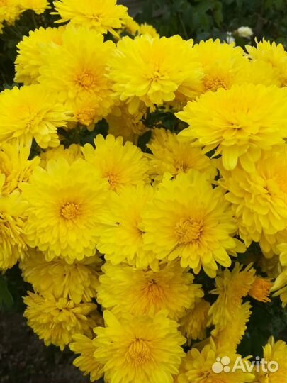 Хризантема желтая. Высокая