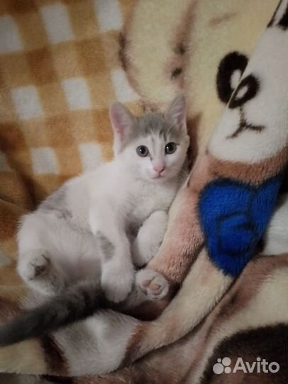 Котята 2 месяца