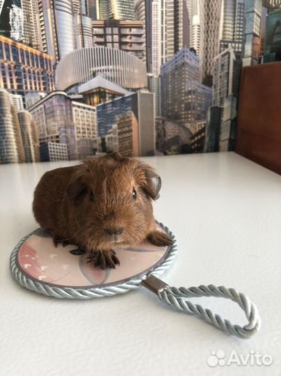 Морские свинки