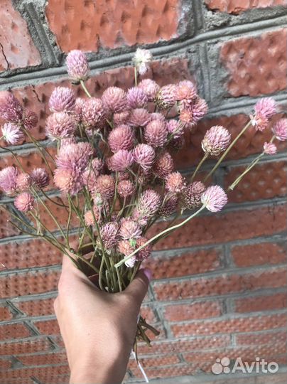 Клевер сухоцвет