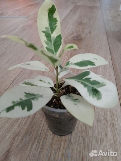 Фикус альбомаргината