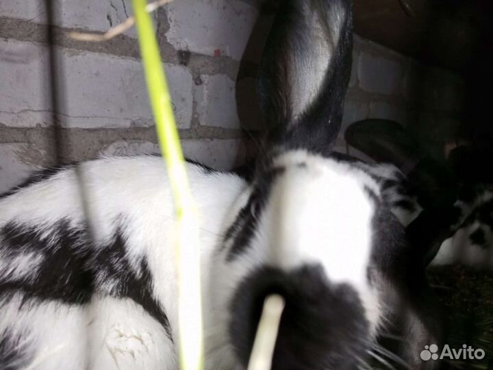 Кролики на мясо