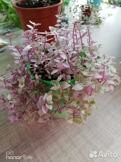 Кализия, традесканция триколор, хлорофитум