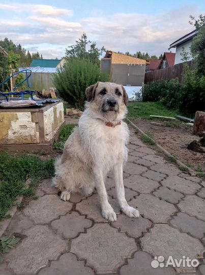 Собака в добрые руки