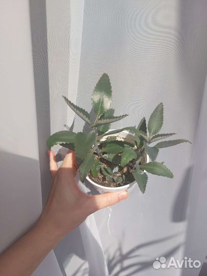 Каланхоэ лечебное