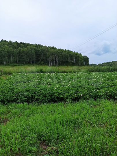 Участок 42 га (ИЖС)