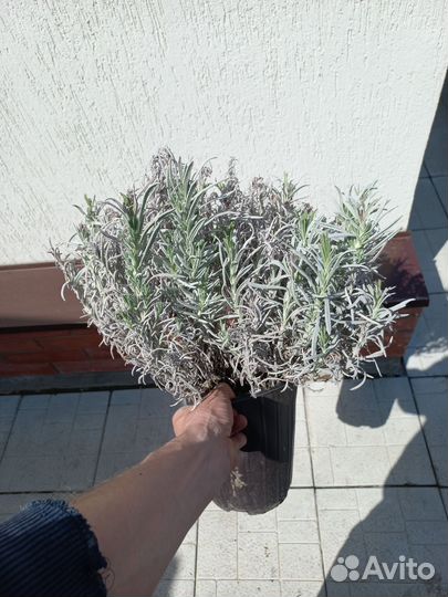 Лаванда 30см. Зкс