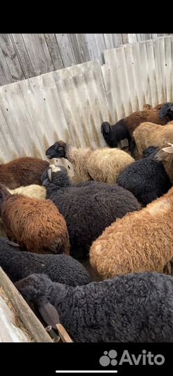 Овцы бараны