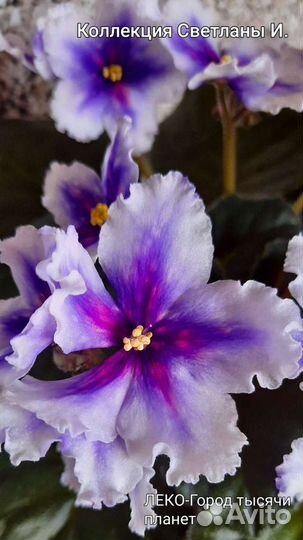 Фиалки-Новинки