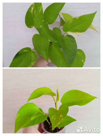 Сциндапсусы,Филодендроны и др