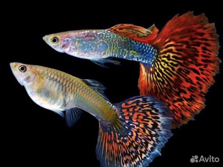 Гуппи чистая линия