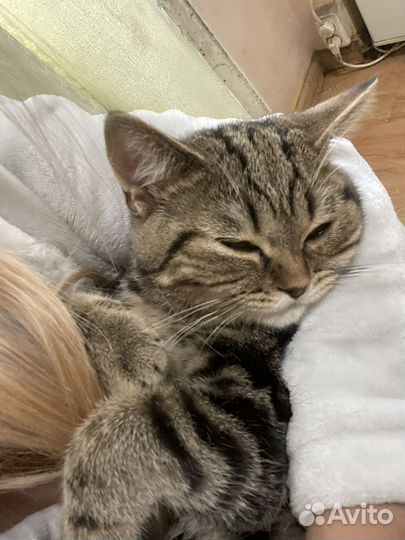 Британский котёнок мальчик