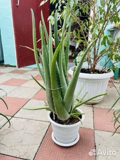 Алоэ лечебный