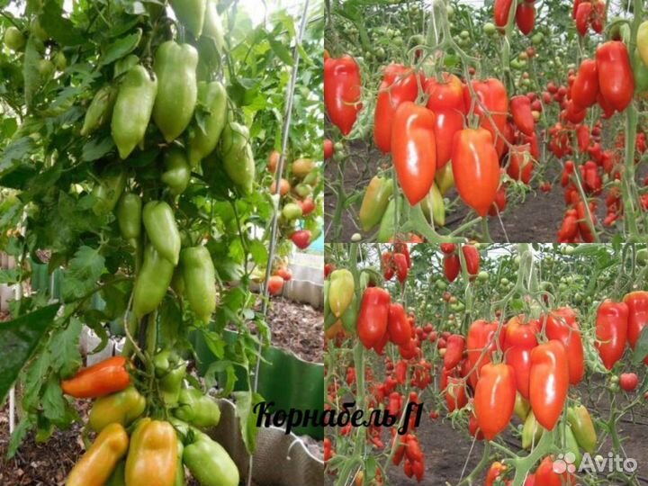 Профсемена высокорослых помидор Европа, Япония Ч 1