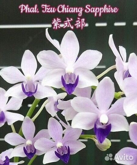 Фаленопсис сортовой