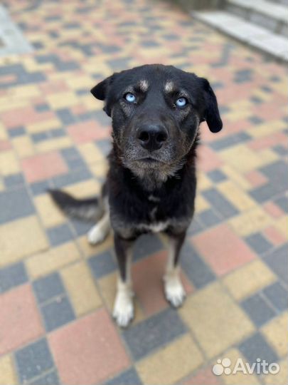 Голобоглаз ищет дом