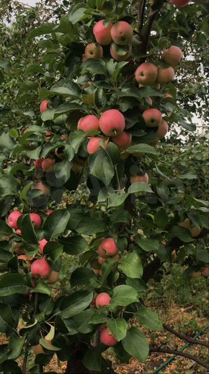 Участок 15 сот. (ИЖС)