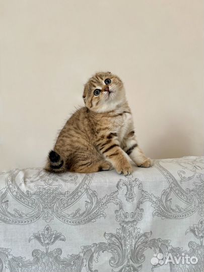 Шотландская золотая Шиншилла