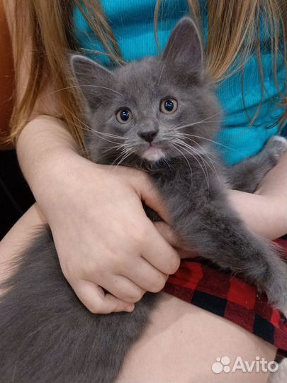 Отдам в добрые руки