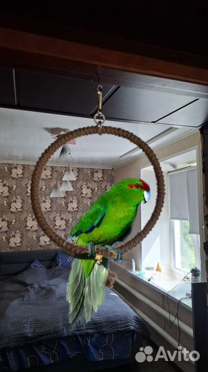 Кольцо для попугая