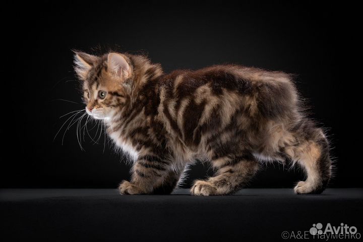 Котята курильский бобтейл (питомник)
