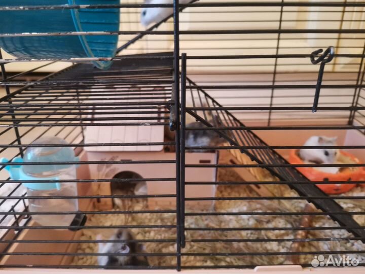 Хомяки джунгарики малыши и подросшие