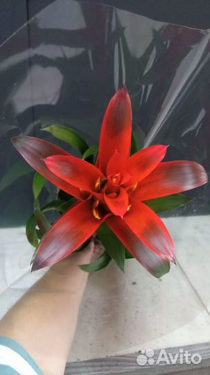 Гузмания в 13 горшке