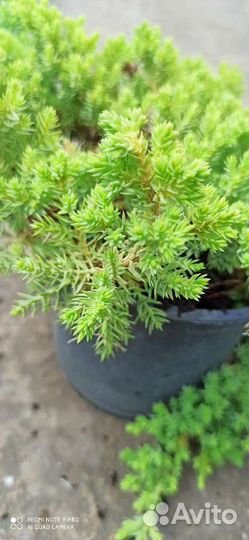 Можжевельник нана
